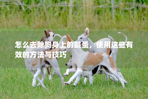 怎么去除狗身上的跳蚤，使用这些有效的方法与技巧
