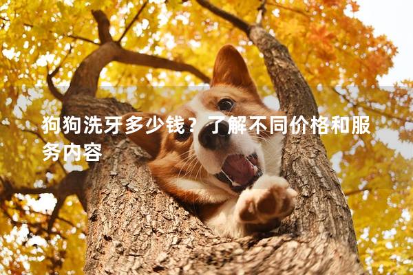 狗狗洗牙多少钱？了解不同价格和服务内容