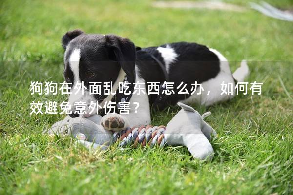 狗狗在外面乱吃东西怎么办，如何有效避免意外伤害？