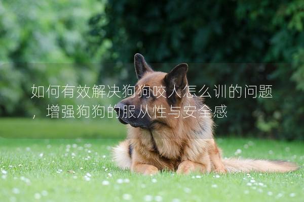 如何有效解决狗狗咬人怎么训的问题，增强狗狗的服从性与安全感