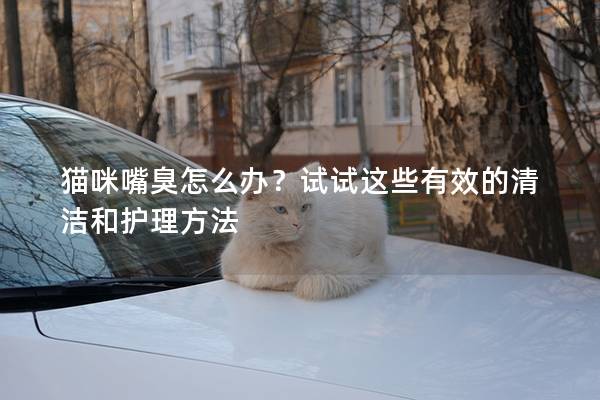 猫咪嘴臭怎么办？试试这些有效的清洁和护理方法