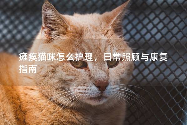 瘫痪猫咪怎么护理，日常照顾与康复指南