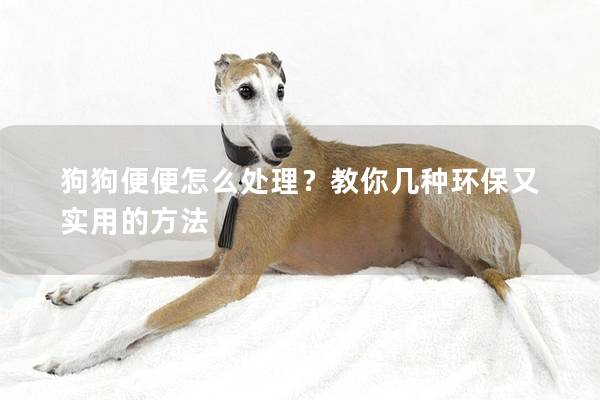 狗狗便便怎么处理？教你几种环保又实用的方法