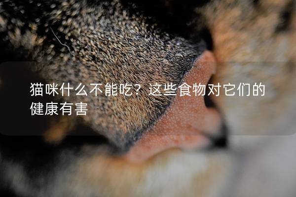 猫咪什么不能吃？这些食物对它们的健康有害