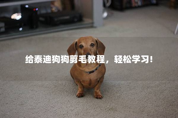 给泰迪狗狗剪毛教程，轻松学习!