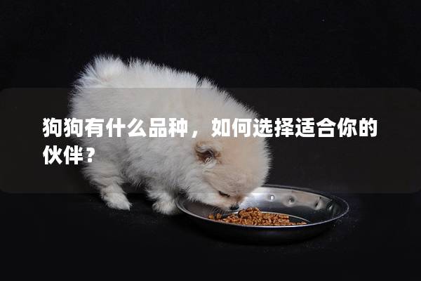 狗狗有什么品种，如何选择适合你的伙伴？