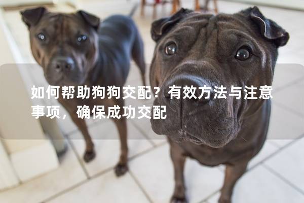 如何帮助狗狗交配？有效方法与注意事项，确保成功交配