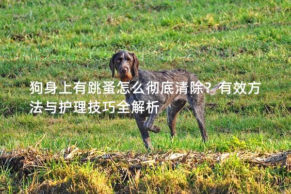 狗身上有跳蚤怎么彻底清除？有效方法与护理技巧全解析