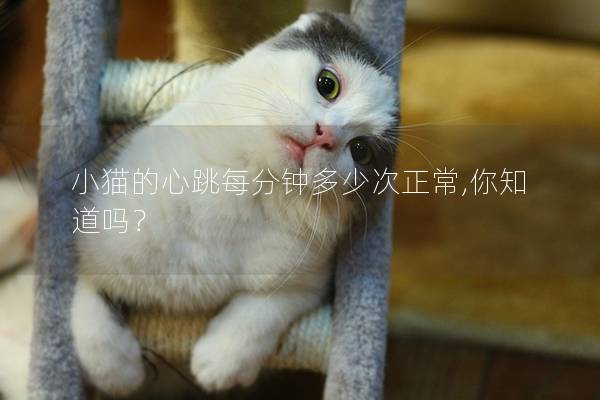 小猫的心跳每分钟多少次正常,你知道吗？