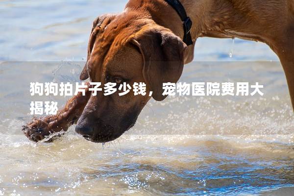 狗狗拍片子多少钱，宠物医院费用大揭秘