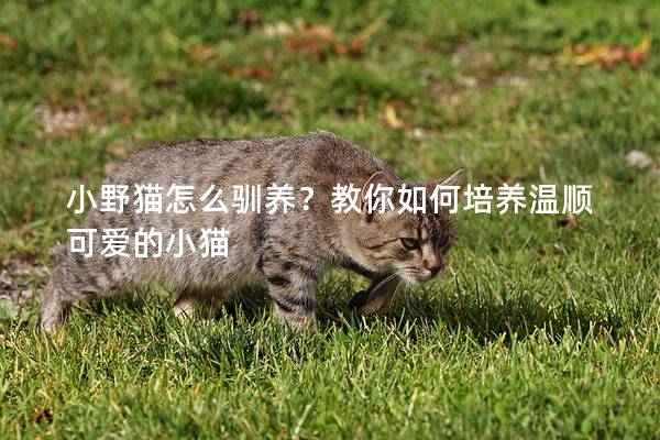 小野猫怎么驯养？教你如何培养温顺可爱的小猫