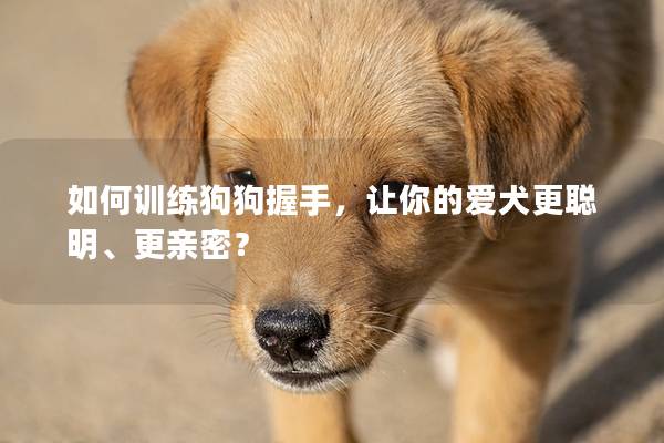 如何训练狗狗握手，让你的爱犬更聪明、更亲密？