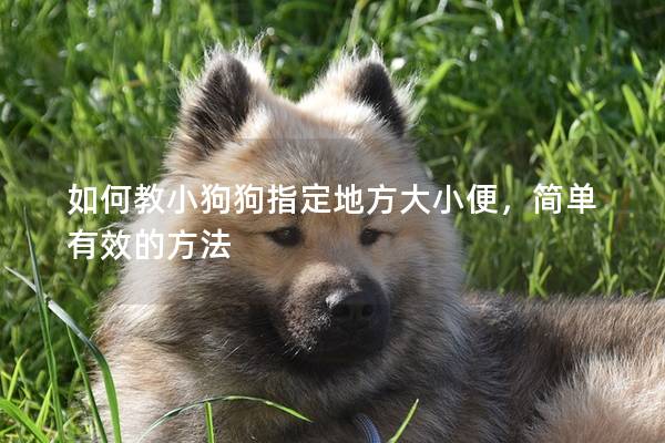 如何教小狗狗指定地方大小便，简单有效的方法