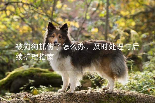 被狗狗抓伤了怎么办，及时处理与后续护理指南