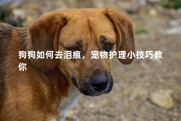 狗狗如何去泪痕，宠物护理小技巧教你