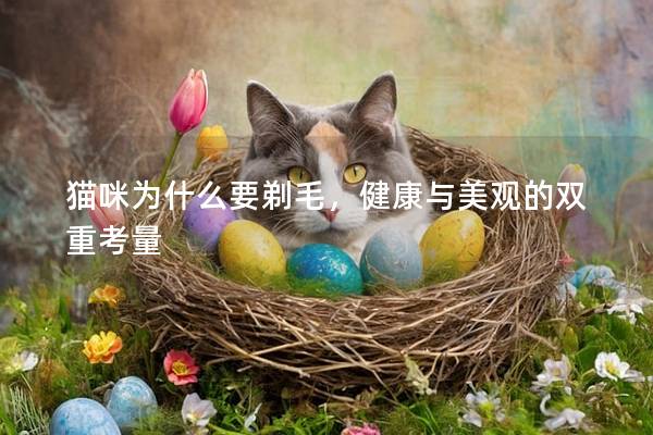 猫咪为什么要剃毛，健康与美观的双重考量