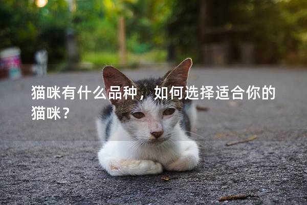 猫咪有什么品种，如何选择适合你的猫咪？