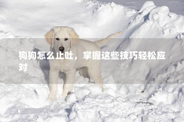 狗狗怎么止吐，掌握这些技巧轻松应对