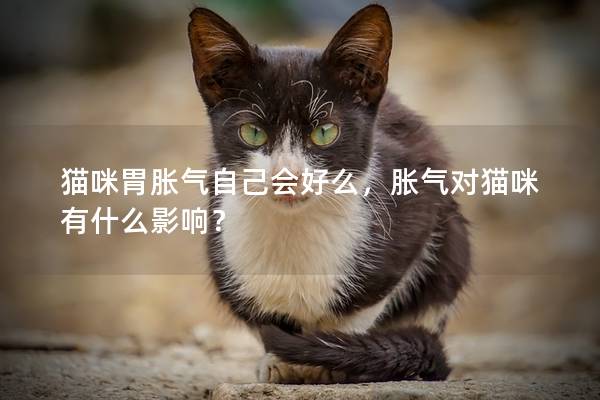 猫咪胃胀气自己会好么，胀气对猫咪有什么影响？