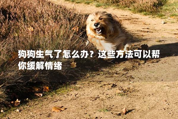 狗狗生气了怎么办？这些方法可以帮你缓解情绪