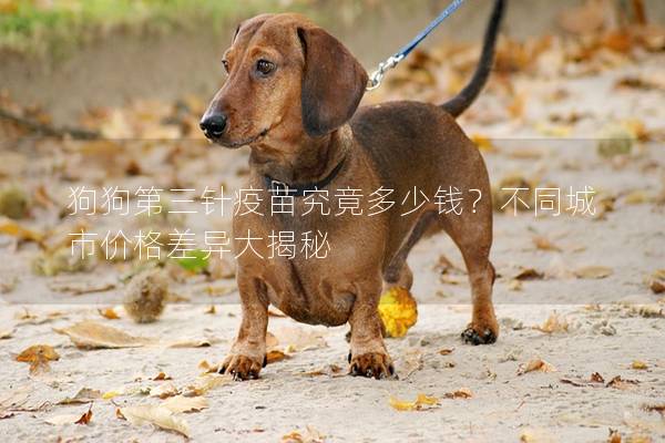 狗狗第三针疫苗究竟多少钱？不同城市价格差异大揭秘