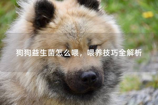狗狗益生菌怎么喂，喂养技巧全解析