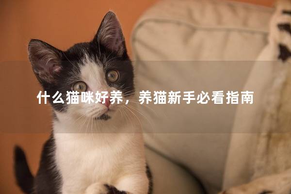 什么猫咪好养，养猫新手必看指南