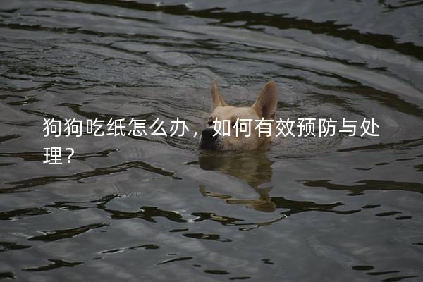狗狗吃纸怎么办，如何有效预防与处理？