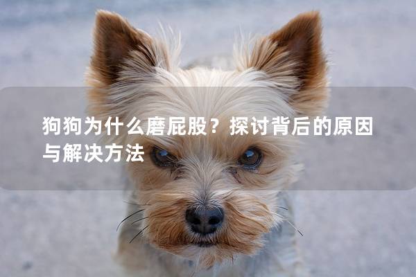 狗狗为什么磨屁股？探讨背后的原因与解决方法