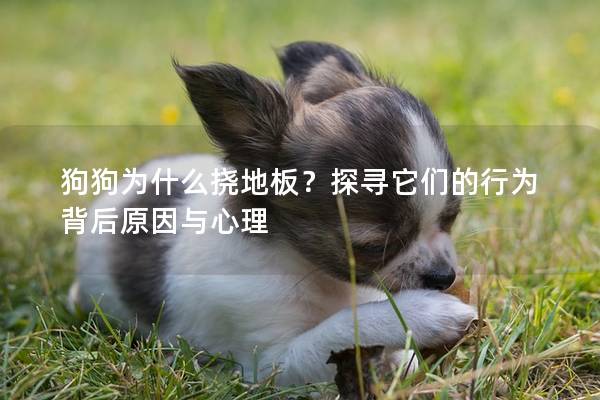 狗狗为什么挠地板？探寻它们的行为背后原因与心理