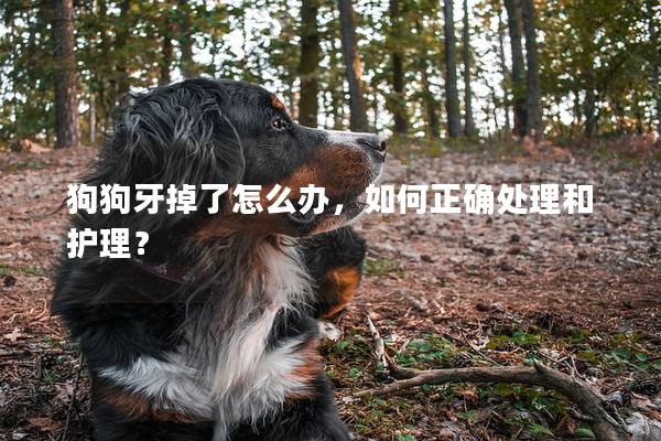 狗狗牙掉了怎么办，如何正确处理和护理？