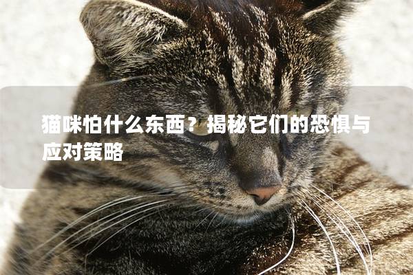 猫咪怕什么东西？揭秘它们的恐惧与应对策略