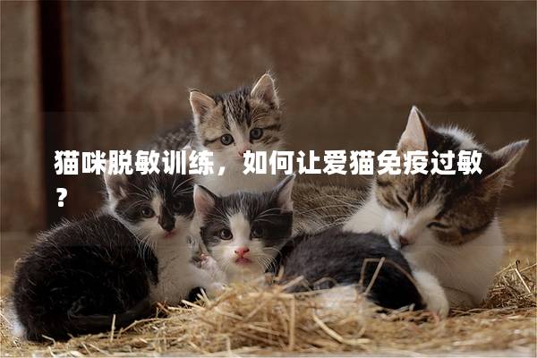 猫咪脱敏训练，如何让爱猫免疫过敏？