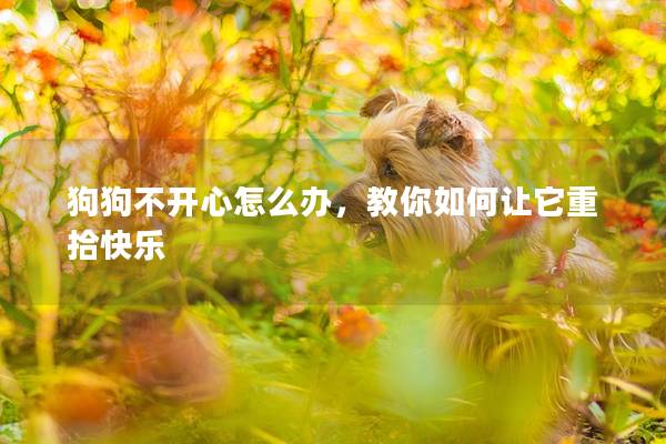 狗狗不开心怎么办，教你如何让它重拾快乐