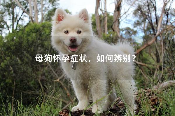 母狗怀孕症状，如何辨别？