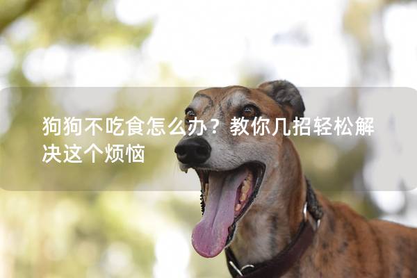 狗狗不吃食怎么办？教你几招轻松解决这个烦恼