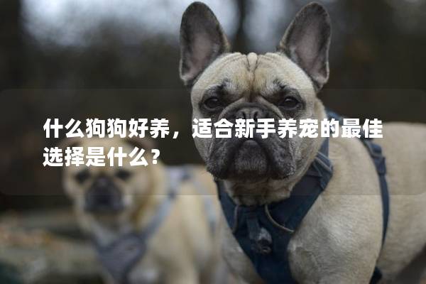 什么狗狗好养，适合新手养宠的最佳选择是什么？