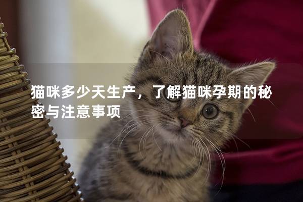 猫咪多少天生产，了解猫咪孕期的秘密与注意事项