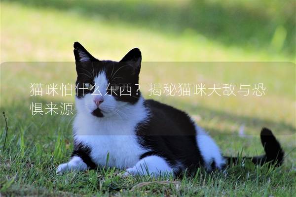 猫咪怕什么东西？揭秘猫咪天敌与恐惧来源