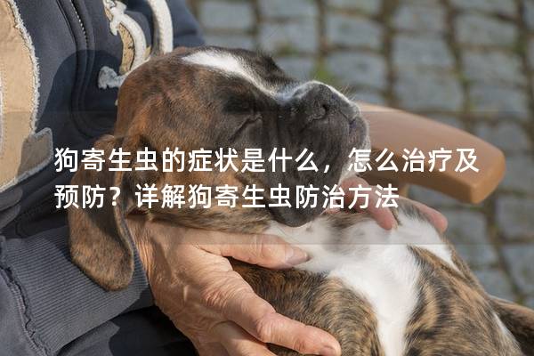 狗寄生虫的症状是什么，怎么治疗及预防？详解狗寄生虫防治方法