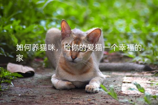 如何养猫咪，给你的爱猫一个幸福的家