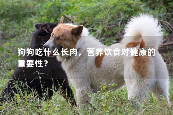 狗狗吃什么长肉，营养饮食对健康的重要性？