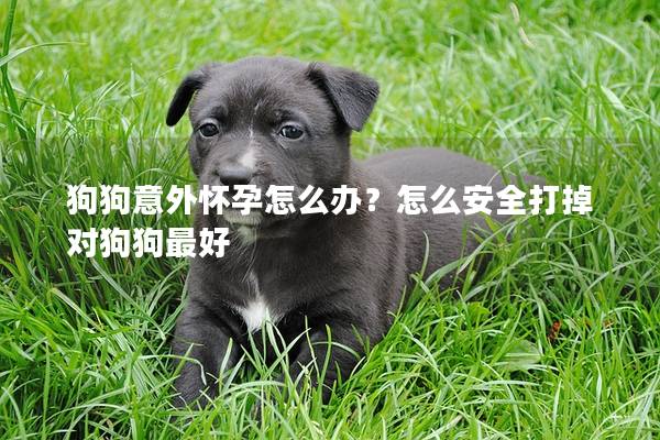 狗狗意外怀孕怎么办？怎么安全打掉对狗狗最好