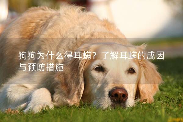 狗狗为什么得耳螨？了解耳螨的成因与预防措施