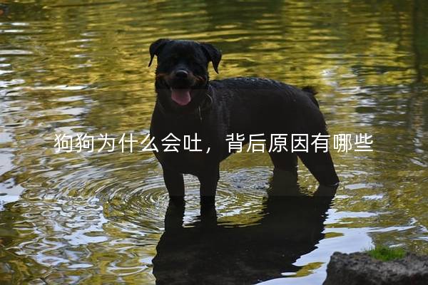 狗狗为什么会吐,背后原因有哪些 狗狗为什么会吐,背后原因有哪些
