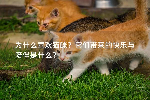 为什么喜欢猫咪？它们带来的快乐与陪伴是什么？