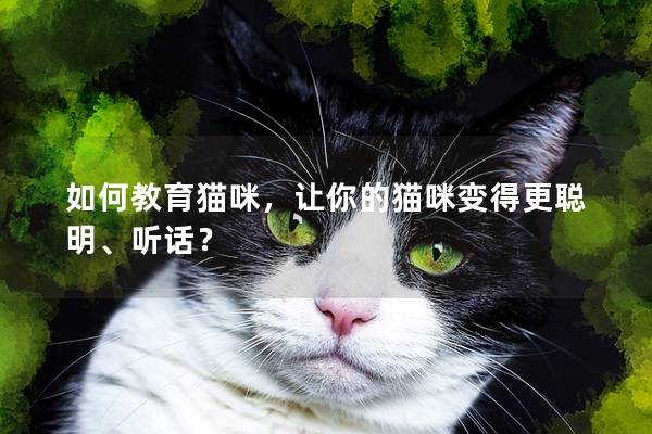 如何教育猫咪，让你的猫咪变得更聪明、听话？
