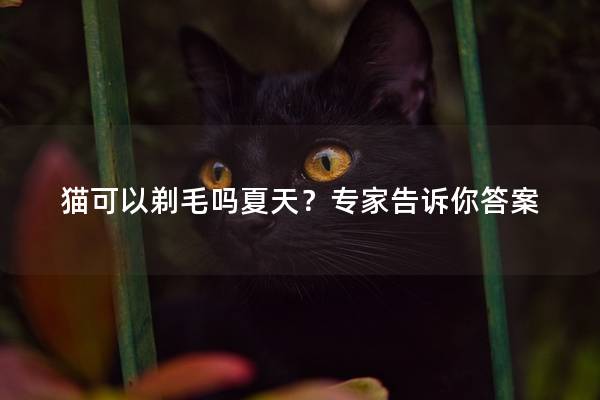 猫可以剃毛吗夏天？专家告诉你答案