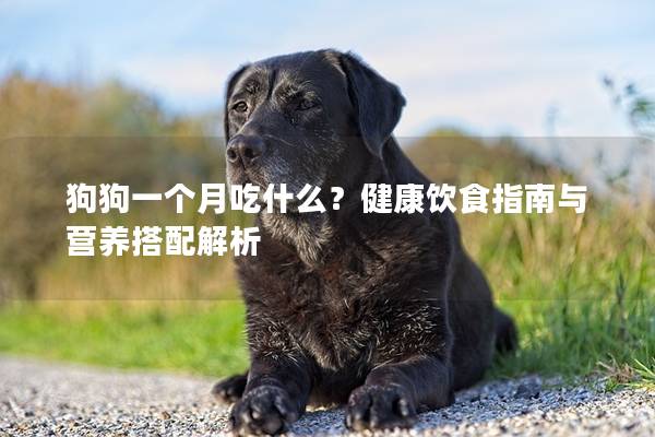 狗狗一个月吃什么？健康饮食指南与营养搭配解析