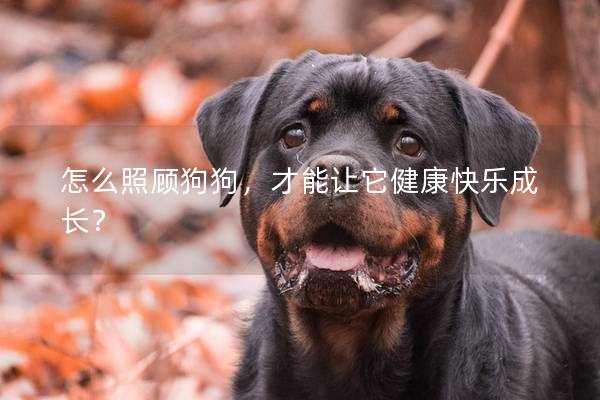 怎么照顾狗狗，才能让它健康快乐成长？